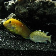 electric yellow cichlid labidochromis caeruleus electric yellow cichlid size