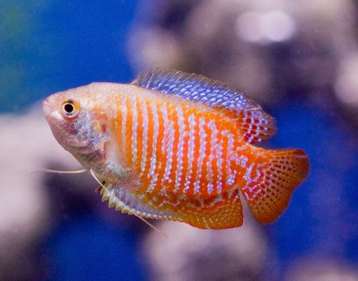 Hearty tropical best sale fish